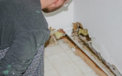 Why Professional Mold Services Are Essential for Maintaining a Safe and Healthy Home