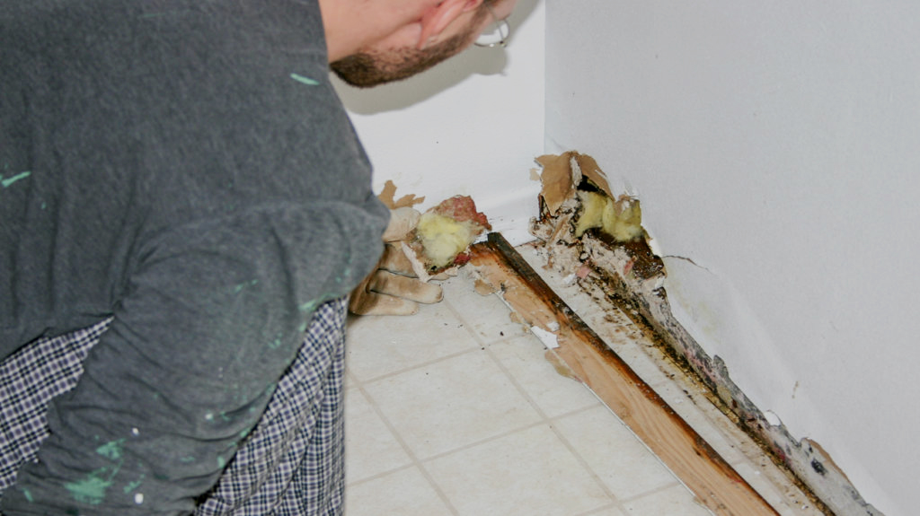 Mold Services in Northern Virginia