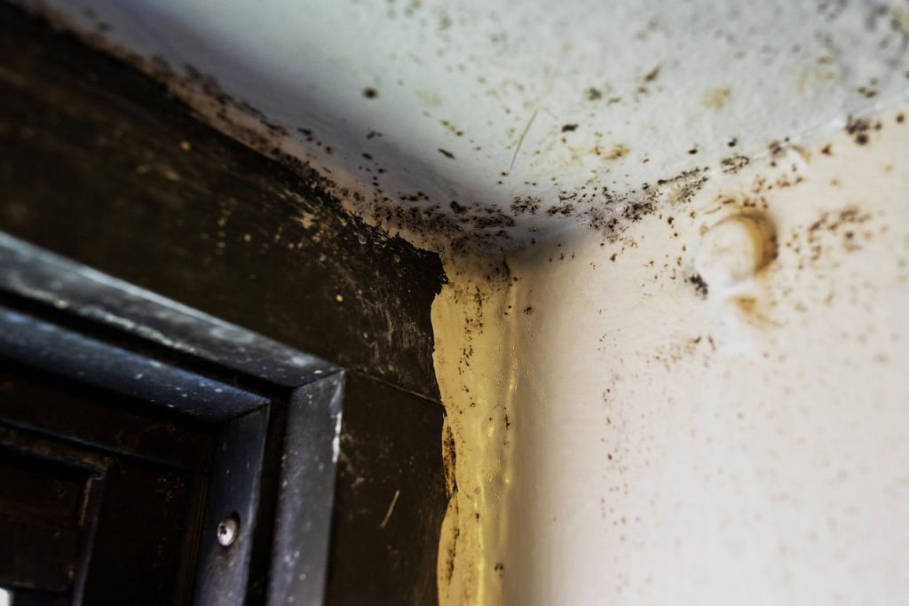 Mold Services in Northern Virginia
