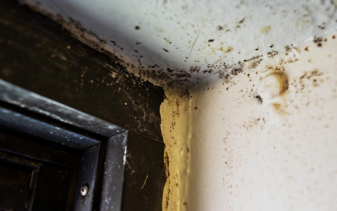 Mold Services in Northern Virginia