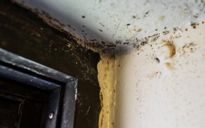 Expert Mold Services in Northern Virginia – Protect Your Home and Health
